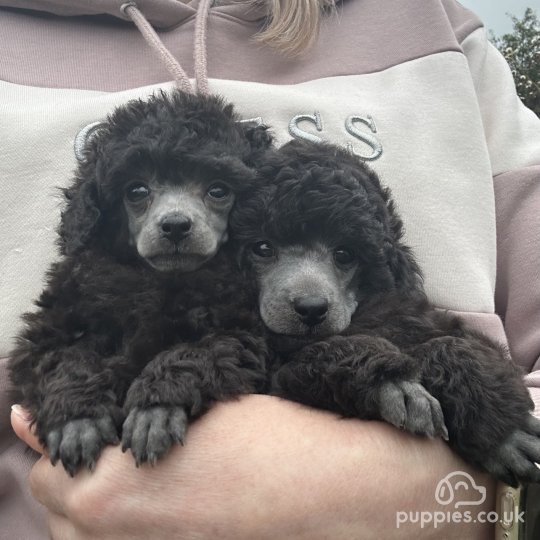 Toy Poodle puppies for Sale in the UK Puppies