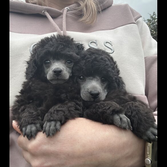 Toy Poodle - Both