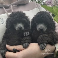 Toy Poodle - Both