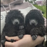 Toy Poodle - Both