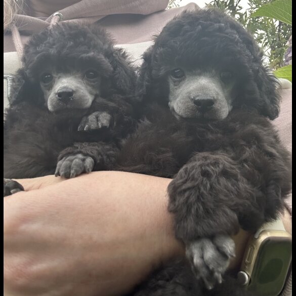 Toy Poodle - Both