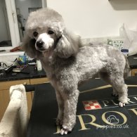 Toy Poodle - Both