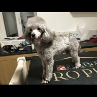 Toy Poodle - Both