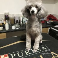 Toy Poodle - Both