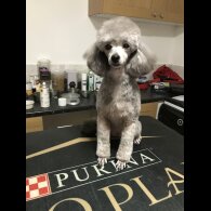 Toy Poodle - Both