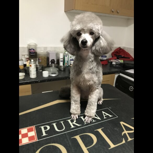 Toy Poodle - Both