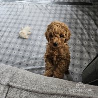 Toy Poodle - Dogs