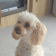 Toy Poodle - Dogs