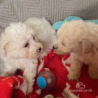 Toy Poodle - Both