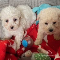 Toy Poodle - Both