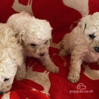 Toy Poodle - Both