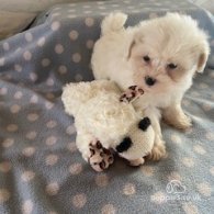 Toy Poodle - Both