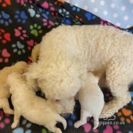 Toy Poodle - Both