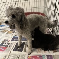 Toy Poodle - Both