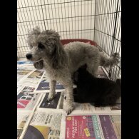 Toy Poodle - Both