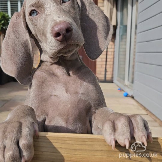 Weimaraner - Both