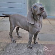 Weimaraner - Both