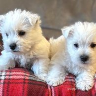 West Highland White Terrier - Both