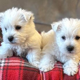 West Highland White Terrier - Both