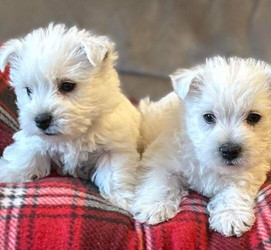 West Highland White Terrier