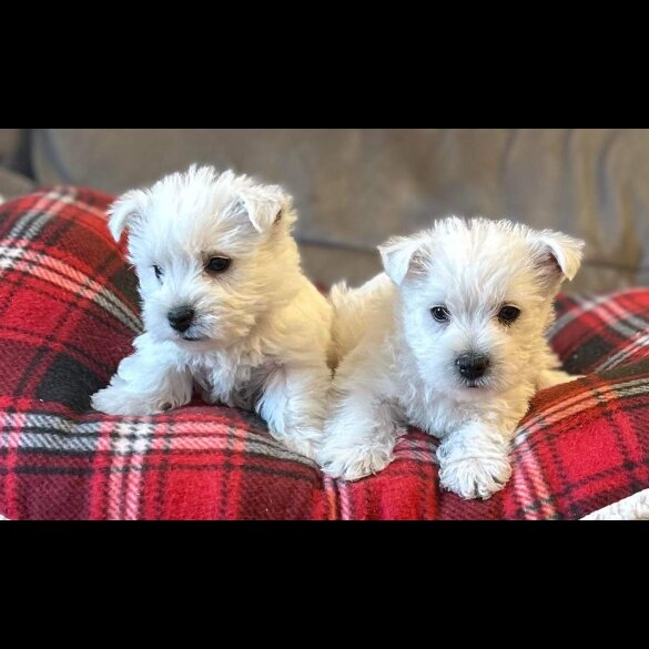 West Highland White Terrier - Both