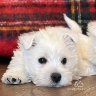 West Highland White Terrier - Both