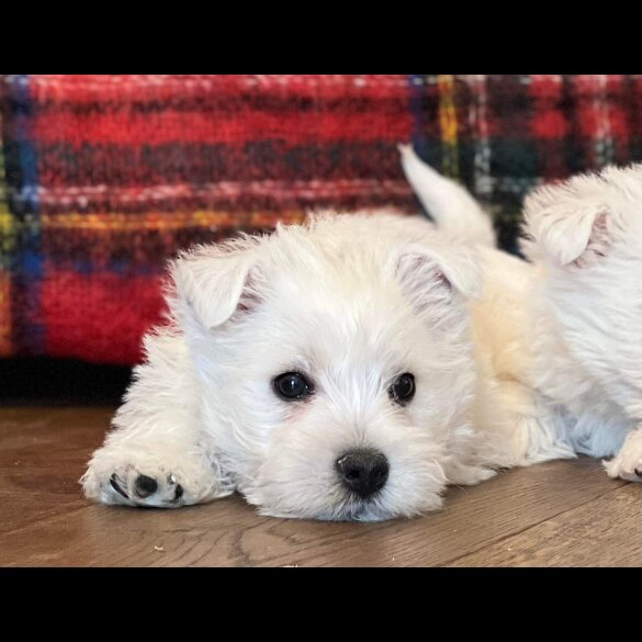 West Highland White Terrier - Both