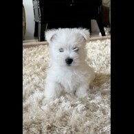 West Highland White Terrier - Both