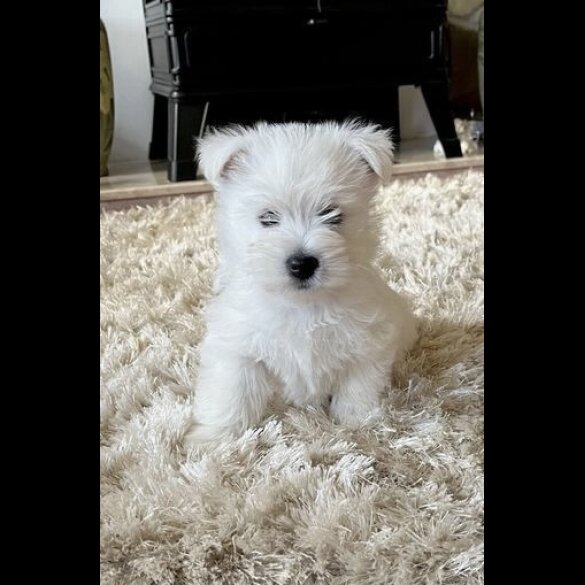 West Highland White Terrier - Both