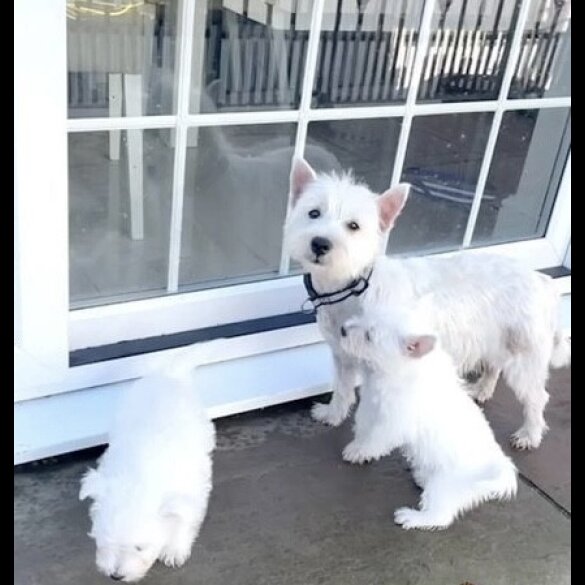 West Highland White Terrier - Both