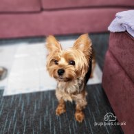 Yorkshire Terrier - Dogs