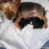 Yorkshire Terrier - Dogs