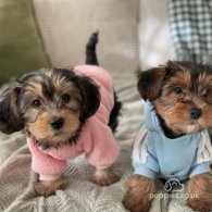 Yorkshire Terrier - Both