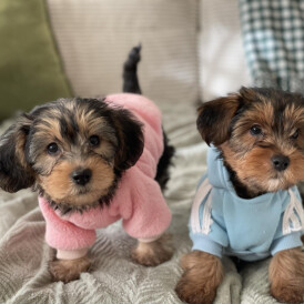 Yorkshire Terrier - Both