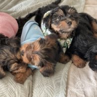 Yorkshire Terrier - Both