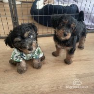 Yorkshire Terrier - Both