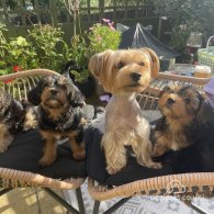 Yorkshire Terrier - Both