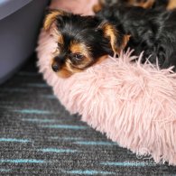 Yorkshire Terrier - Dogs