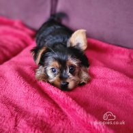 Yorkshire Terrier - Dogs