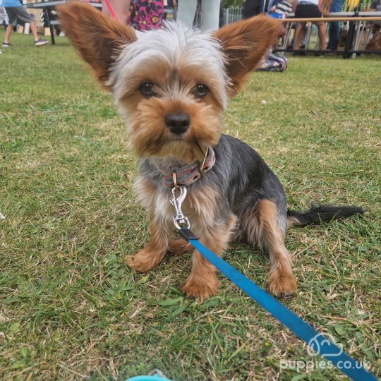 Yorkshire Terrier