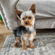 Yorkshire Terrier