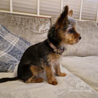 Yorkshire Terrier