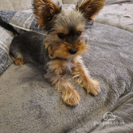 Yorkshire Terrier