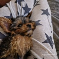 Yorkshire Terrier