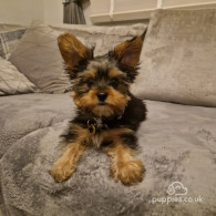 Yorkshire Terrier