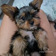 Yorkshire Terrier