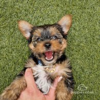 Yorkshire Terrier