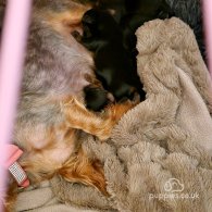 Yorkshire Terrier - Dogs