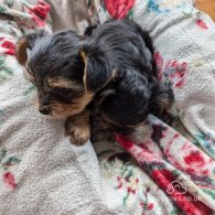 Yorkshire Terrier - Both