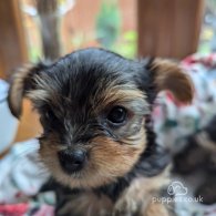 Yorkshire Terrier - Both